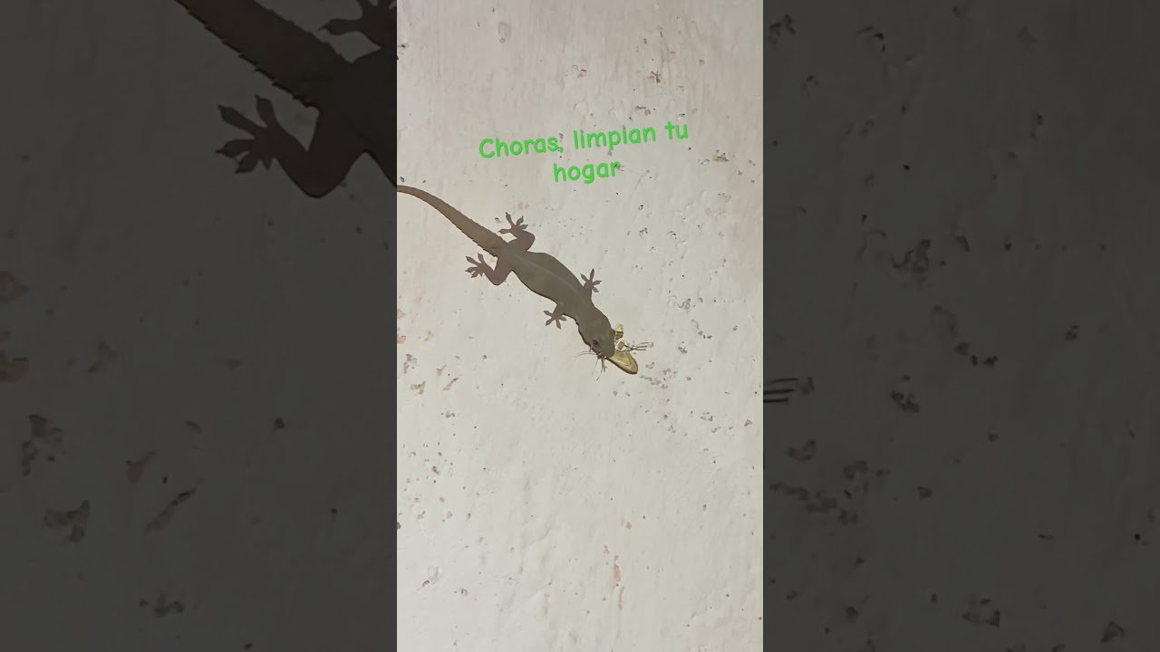 Cómo cuidar a un reptil en casa paso a paso con productos caseros