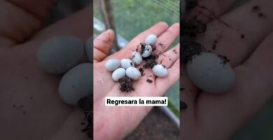 Cómo cuidar a un reptil en casa paso a paso en lugares húmedos