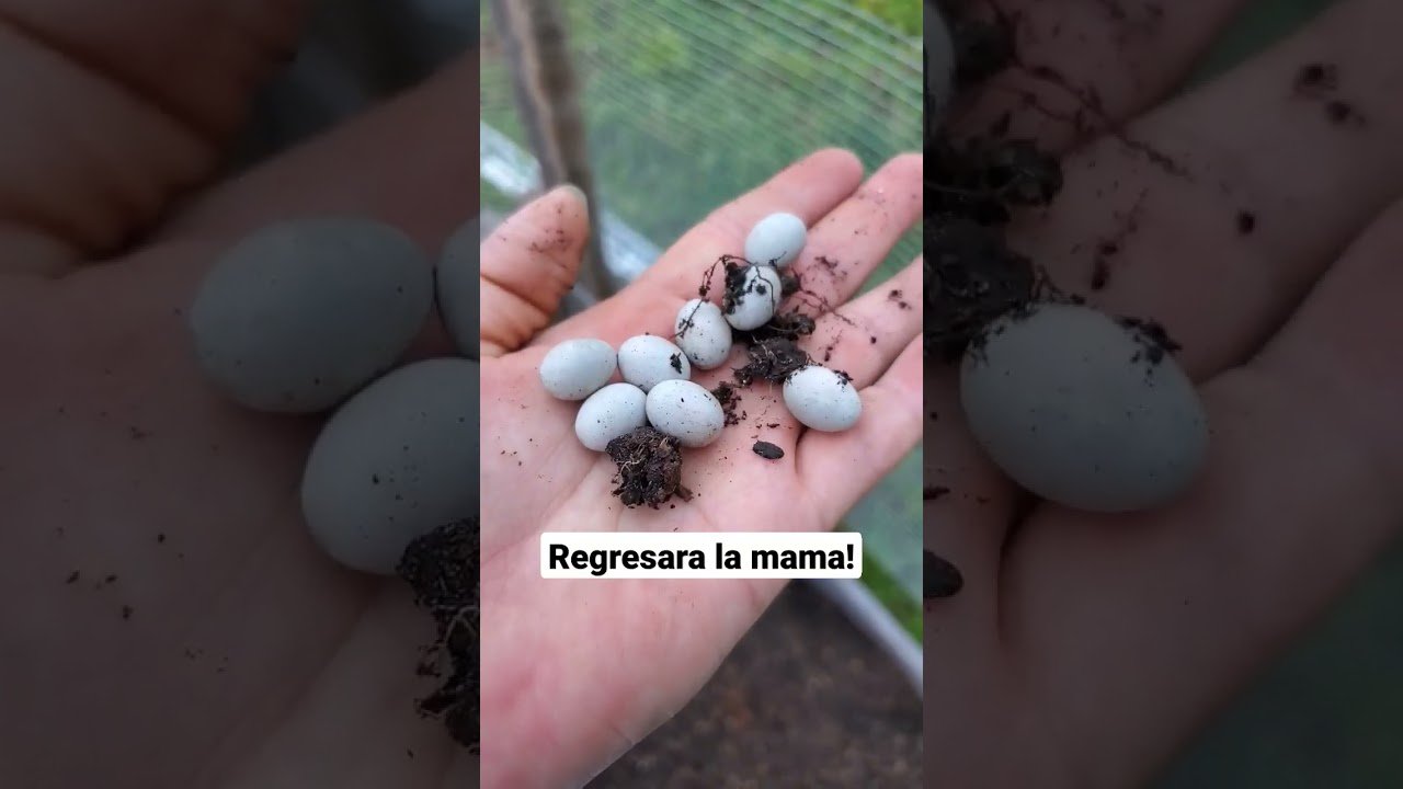 Cómo cuidar a un reptil en casa paso a paso en lugares húmedos