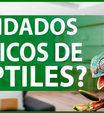 Cómo cuidar a un reptil en casa paso a paso para dueños primerizos