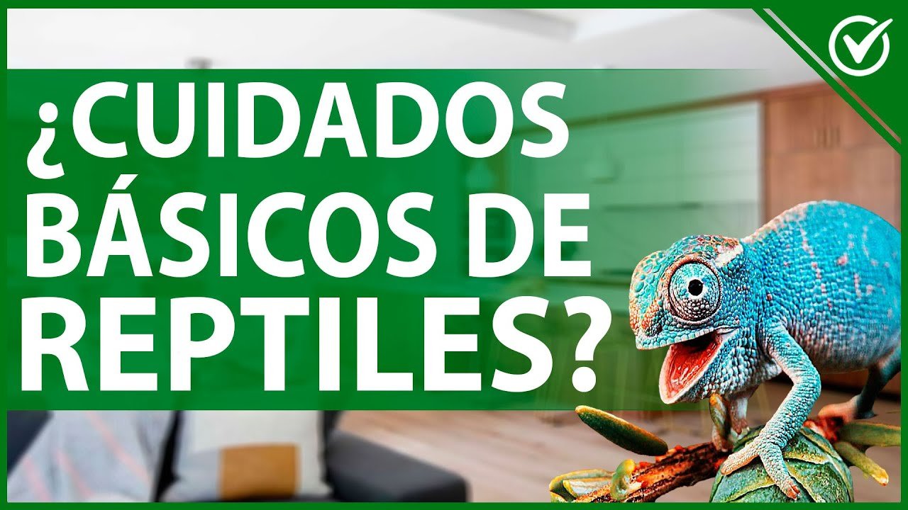 Cómo cuidar a un reptil en casa paso a paso para dueños primerizos
