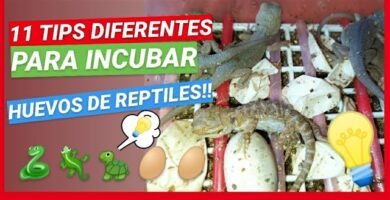 Cómo cuidar huevos de reptiles recién puestos con incubadora artificial