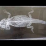 Cómo cuidar huevos de reptiles recién puestos explicada por veterinarios