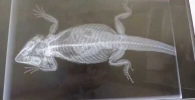 Cómo cuidar huevos de reptiles recién puestos explicada por veterinarios