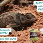 Cómo cuidar huevos de reptiles recién puestos para camaleones