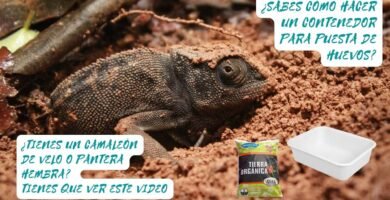 Cómo cuidar huevos de reptiles recién puestos para camaleones