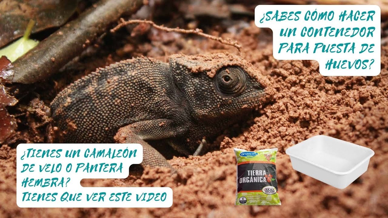 Cómo cuidar huevos de reptiles recién puestos para camaleones