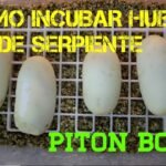 Cómo cuidar huevos de reptiles recién puestos para serpientes