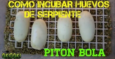 Cómo cuidar huevos de reptiles recién puestos para serpientes