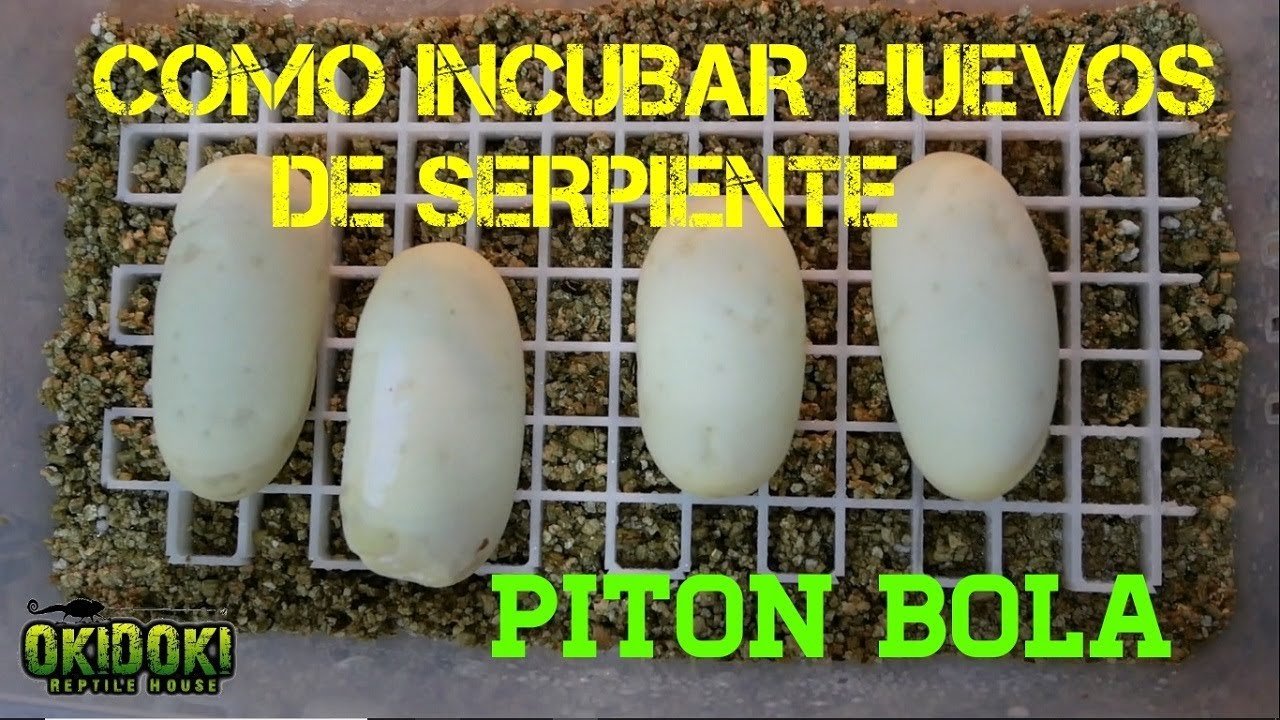 Cómo cuidar huevos de reptiles recién puestos para serpientes