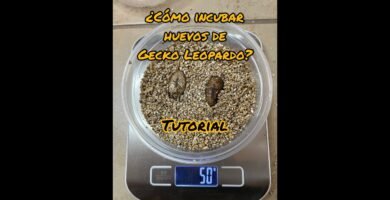 Cómo cuidar huevos de reptiles recién puestos según expertos