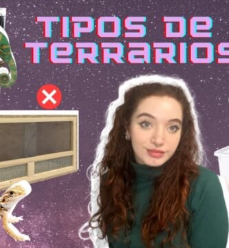 Cómo elegir el mejor equipamiento para tu terrario de reptil con bajo presupuesto