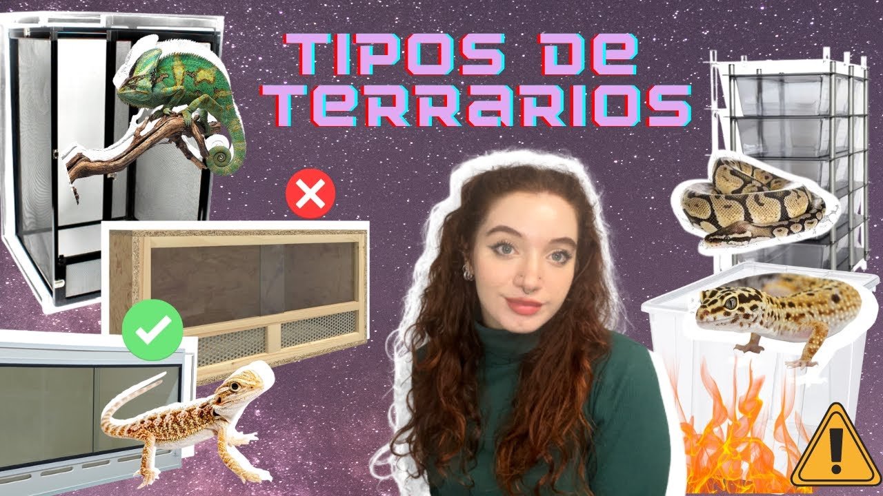 Cómo elegir el mejor equipamiento para tu terrario de reptil con bajo presupuesto