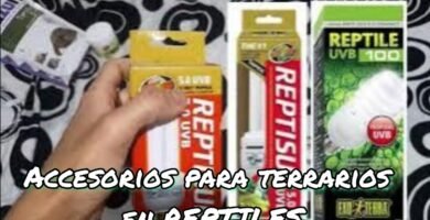 Cómo elegir el mejor equipamiento para tu terrario de reptil en climas húmedos