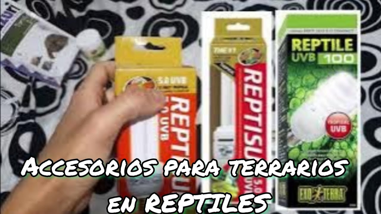 Cómo elegir el mejor equipamiento para tu terrario de reptil en espacios reducidos