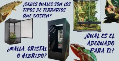 Cómo elegir el mejor equipamiento para tu terrario de reptil para camaleones