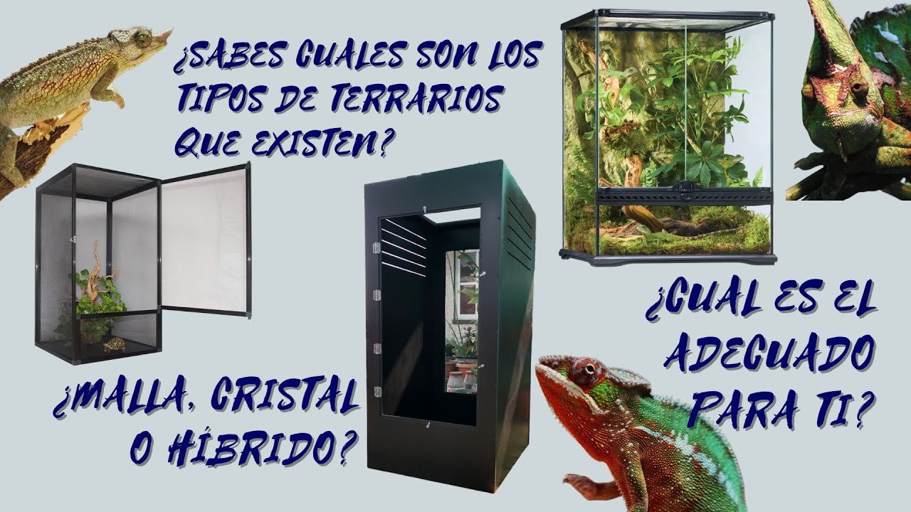Cómo elegir el mejor equipamiento para tu terrario de reptil para camaleones