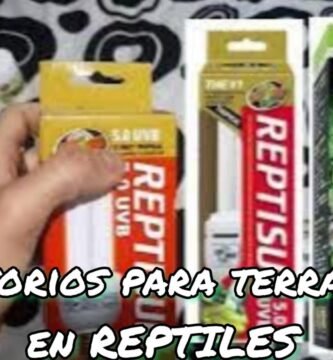 Cómo elegir el mejor equipamiento para tu terrario de reptil paso a paso