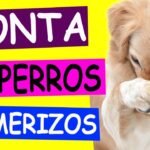 Cómo estimular la reproducción en reptiles mascota para dueños primerizos