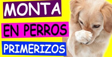 Cómo estimular la reproducción en reptiles mascota para dueños primerizos