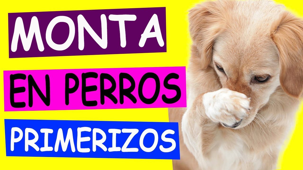 Cómo estimular la reproducción en reptiles mascota para dueños primerizos