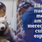 Cómo hacer un hogar cómodo para reptiles en Arequipa