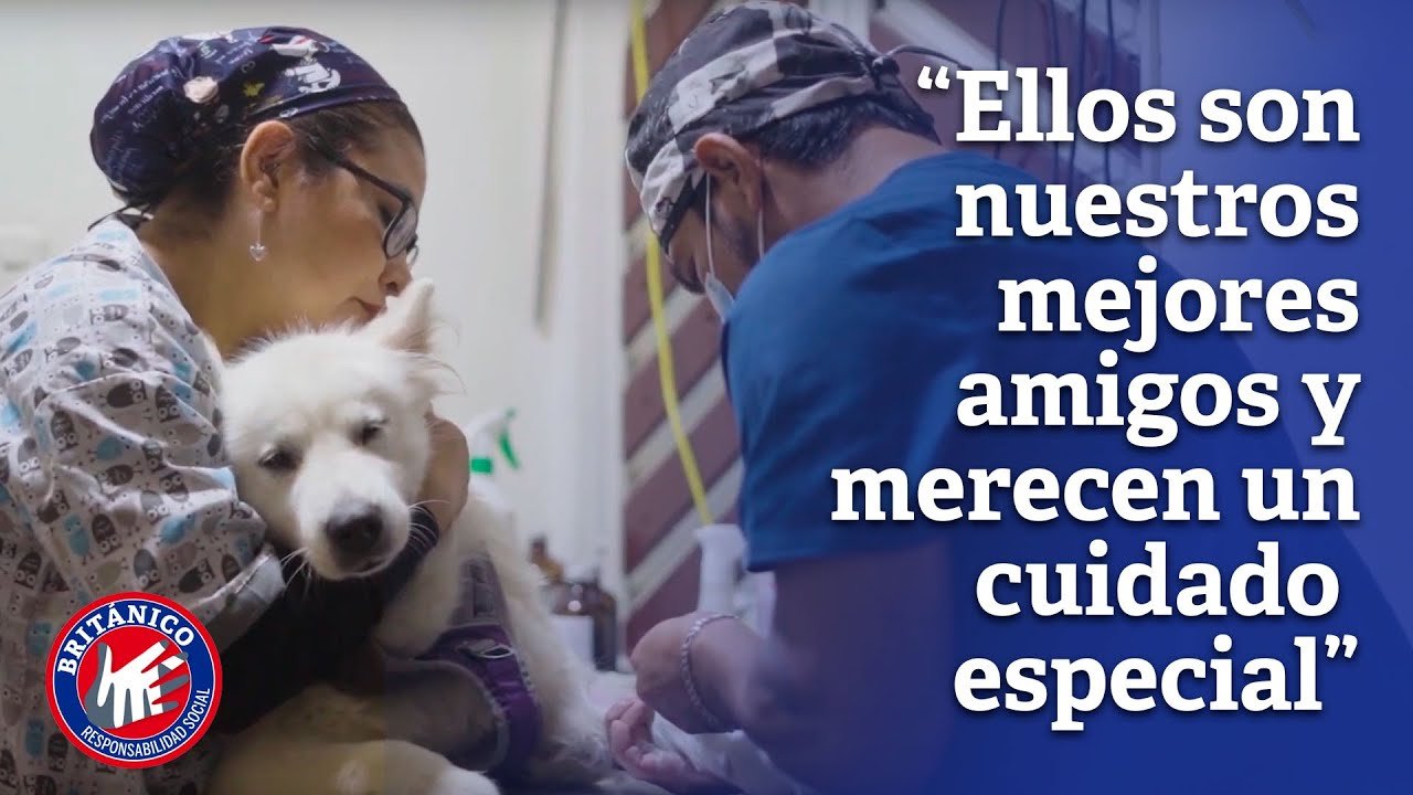 Cómo hacer un hogar cómodo para reptiles en Arequipa