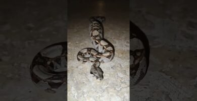 Cómo hacer un hogar cómodo para reptiles en Caracas