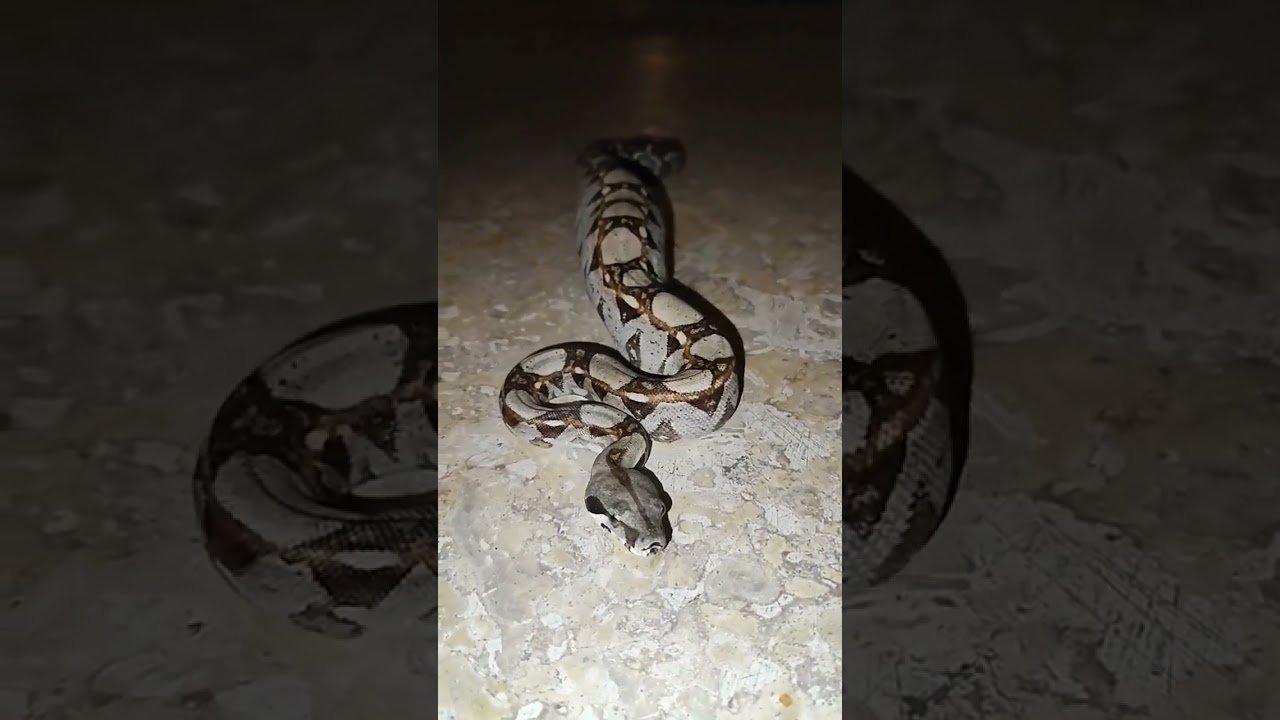 Cómo hacer un hogar cómodo para reptiles en Caracas