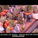 Decoraciones tropicales para terrarios en Arequipa