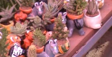 Decoraciones tropicales para terrarios en Arequipa