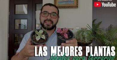 Decoraciones tropicales para terrarios en Montevideo