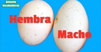 Diferencias entre machos y hembras en reptiles domésticos con incubadora artificial
