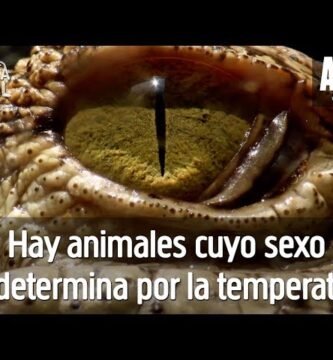 Diferencias entre machos y hembras en reptiles domésticos con temperatura controlada