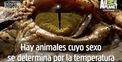 Diferencias entre machos y hembras en reptiles domésticos con temperatura controlada