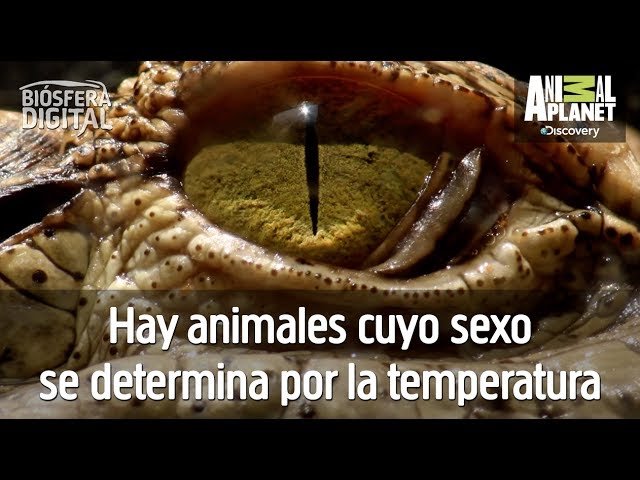Diferencias entre machos y hembras en reptiles domésticos con temperatura controlada
