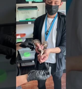 Diferencias entre machos y hembras en reptiles domésticos durante la primavera