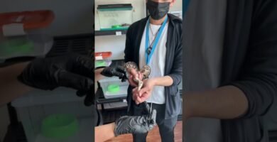 Diferencias entre machos y hembras en reptiles domésticos durante la primavera