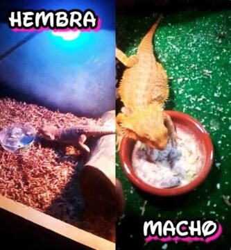 Diferencias entre machos y hembras en reptiles domésticos durante todo el año