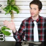 Diferencias entre machos y hembras en reptiles domésticos en cautiverio