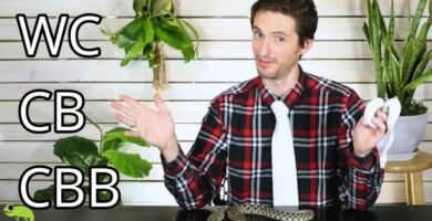 Diferencias entre machos y hembras en reptiles domésticos en cautiverio