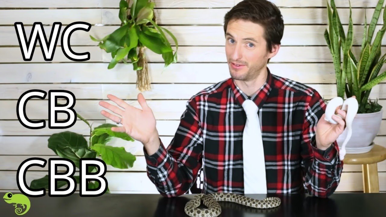 Diferencias entre machos y hembras en reptiles domésticos en cautiverio