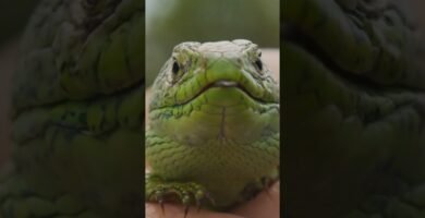 Diferencias entre machos y hembras en reptiles domésticos en invierno