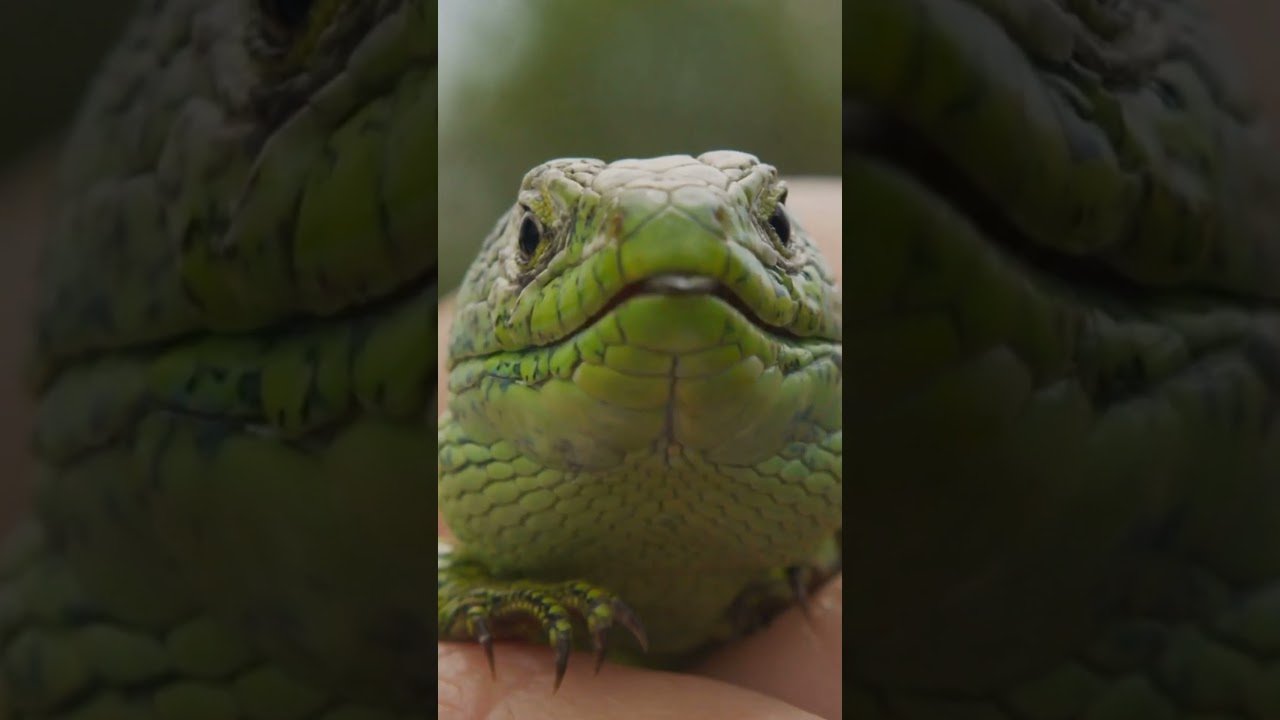 Diferencias entre machos y hembras en reptiles domésticos en invierno
