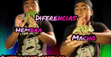 Diferencias entre machos y hembras en reptiles domésticos en verano