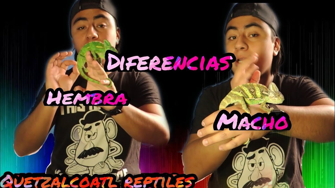 Diferencias entre machos y hembras en reptiles domésticos en verano