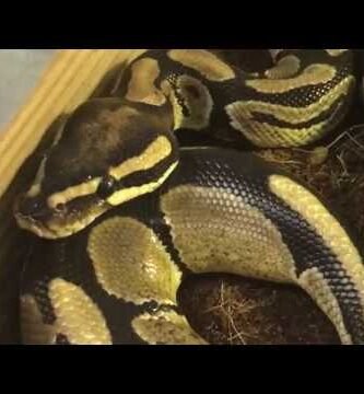Diferencias entre machos y hembras en reptiles domésticos explicada por veterinarios