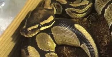 Diferencias entre machos y hembras en reptiles domésticos explicada por veterinarios