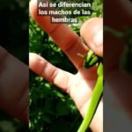 Diferencias entre machos y hembras en reptiles domésticos para dueños primerizos