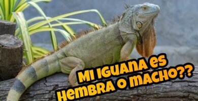 Diferencias entre machos y hembras en reptiles domésticos para iguanas